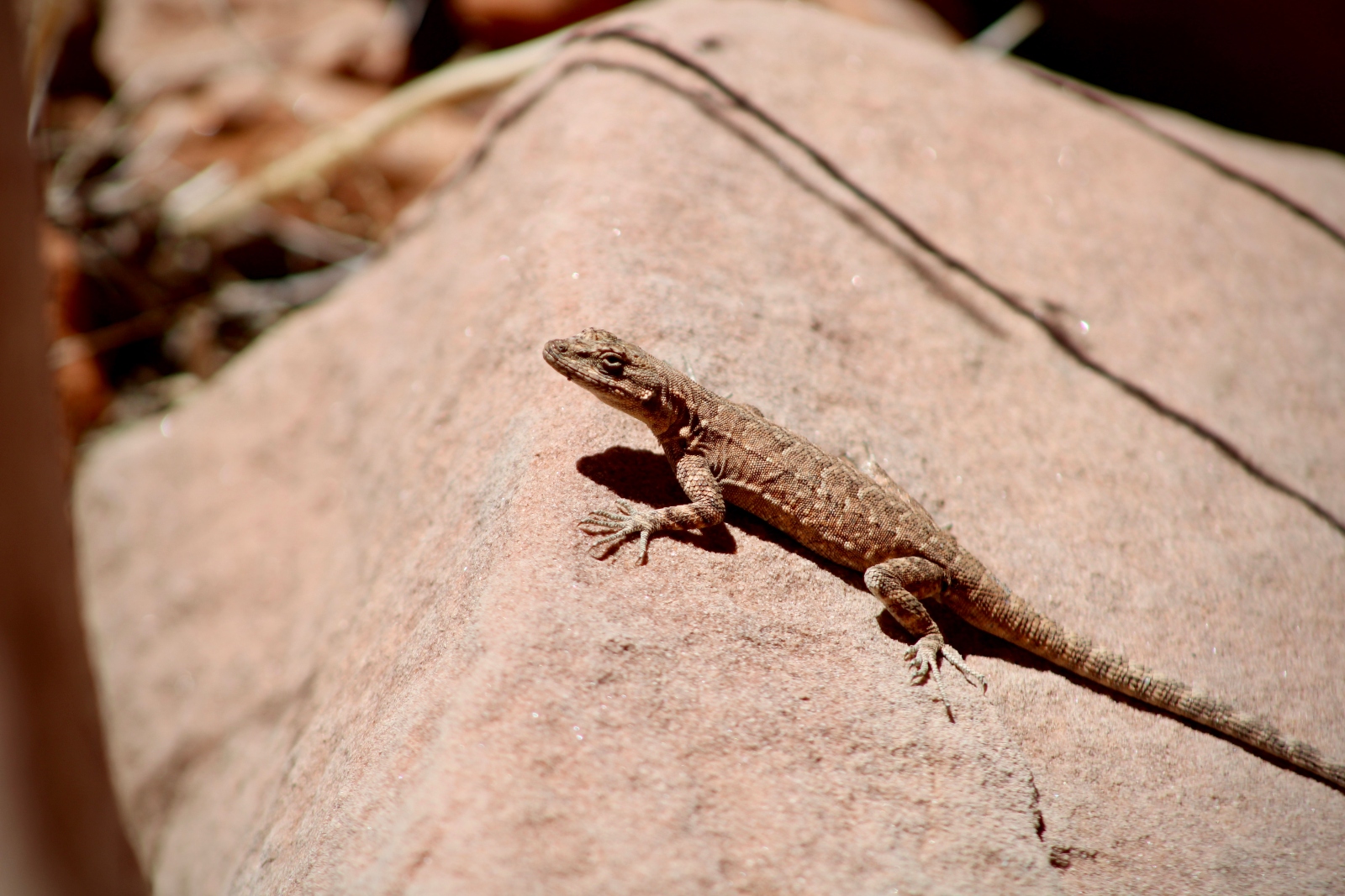 A tan-colored lizard perches on a rock almost the same color as his skin.