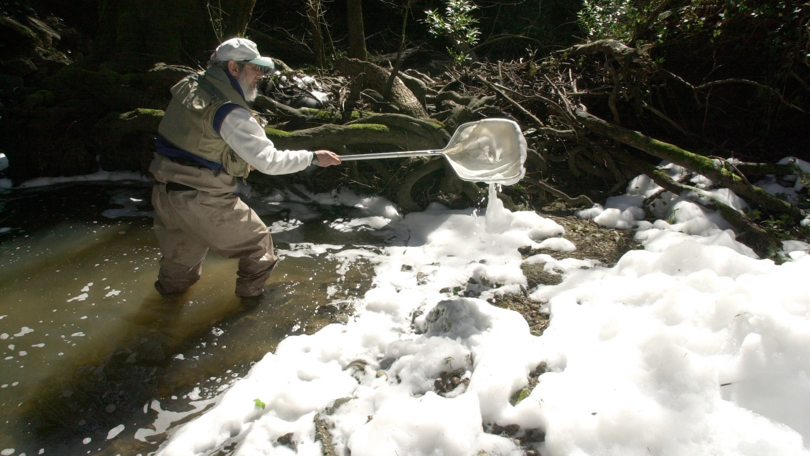 A man wearing waders and a vest uses a net to remove dead salmon from the foamy water of a river polluted with firefighting foam flame retardant.