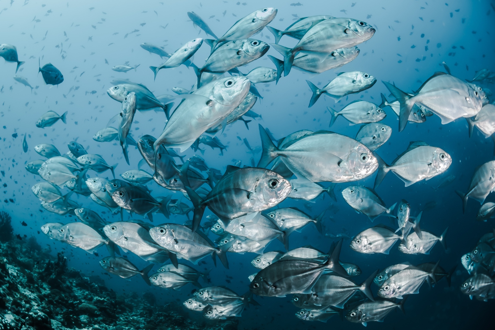 A school of silvery fish swims in clear blue water.