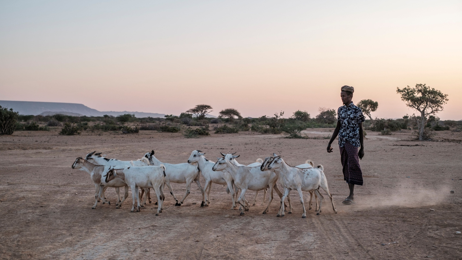 Bele Kalbi Nur walks with his goats at the village of El Gel in Ethiopia. After five consecutive failed rainy seasons, millions of people in the Horn of Africa are experiencing extreme food insecurity.