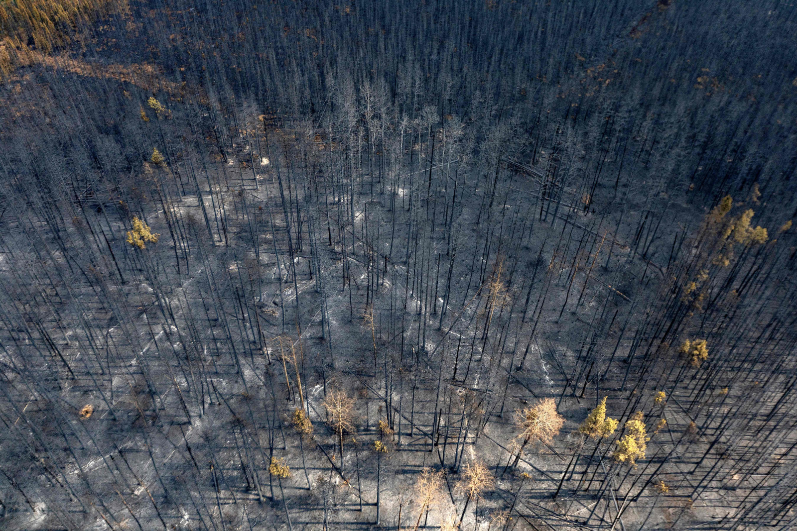 Photo of dead trees in an ashy landscape