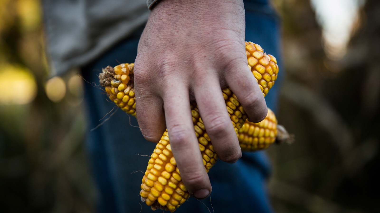 A Nebraska farmer holds two ears of corn in his hand