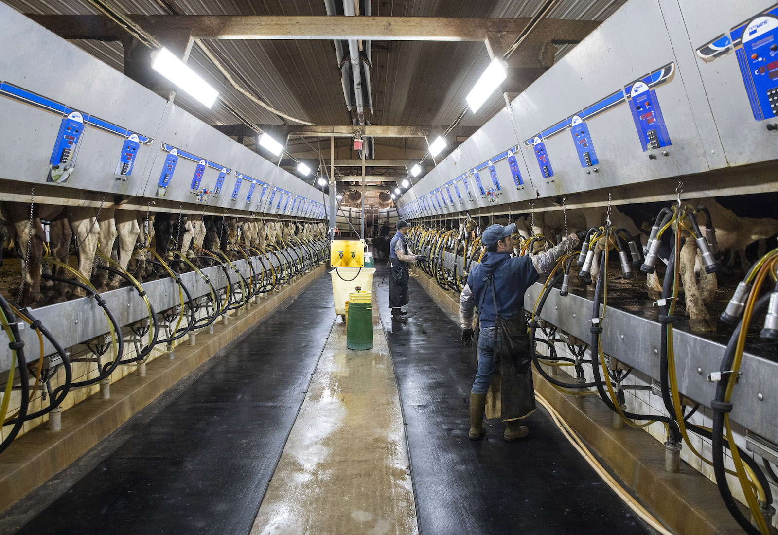 Workers in a large-scale dairy farm attach tubes to cows.