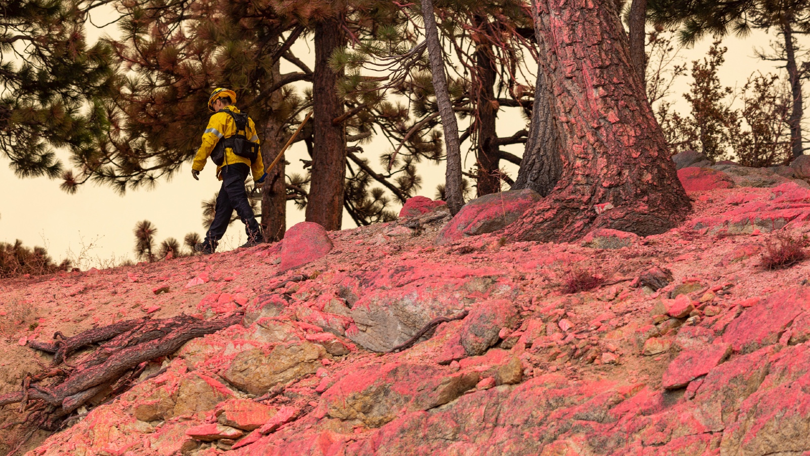A firefighter walks on a ridge that's covered in red fire retardant that was dropped by a plane during a California wildfire in 2020.