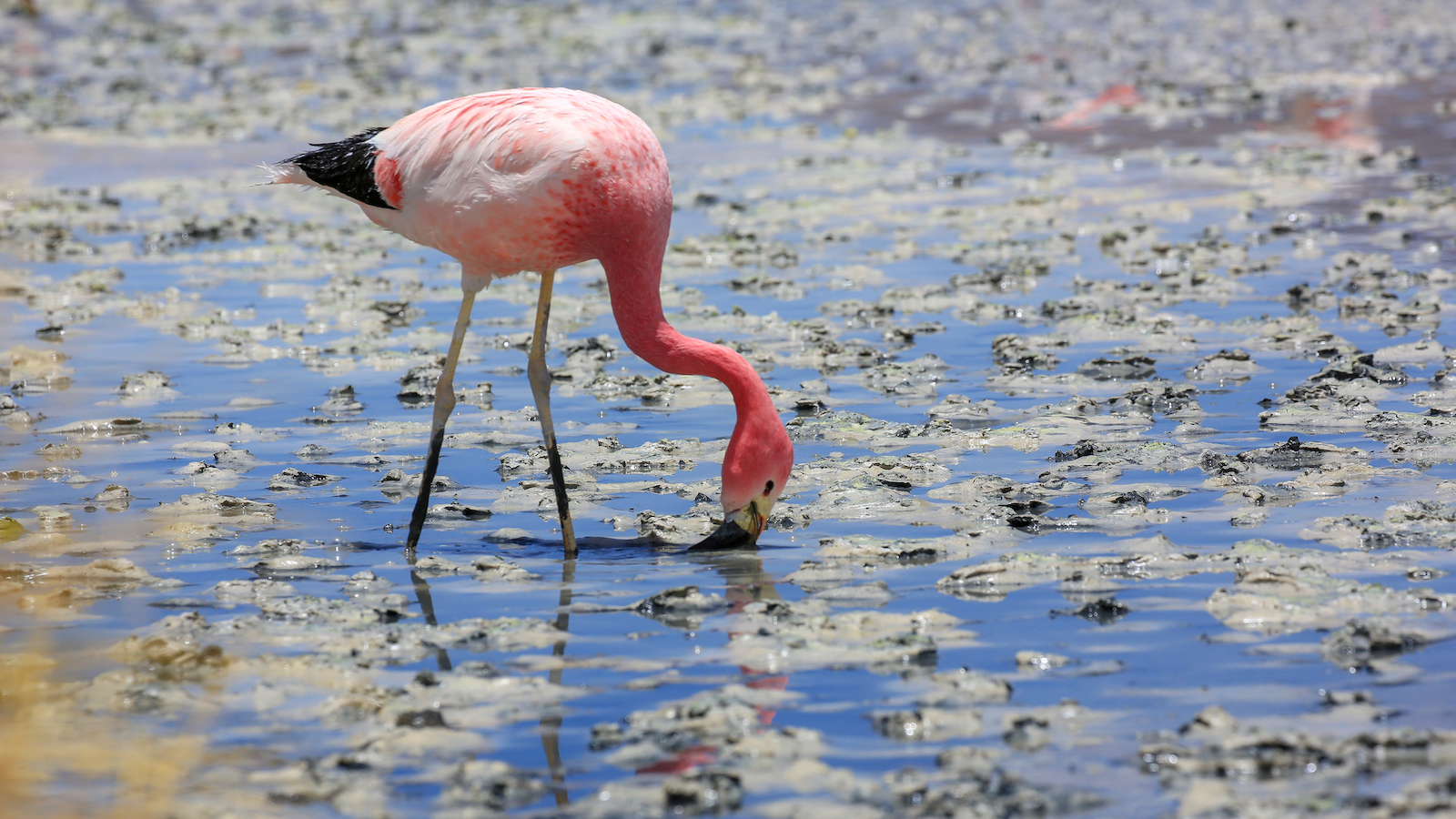 Pink, white and black colored Andean flamingo feeding in a lake, with other flamingos reflected in the water