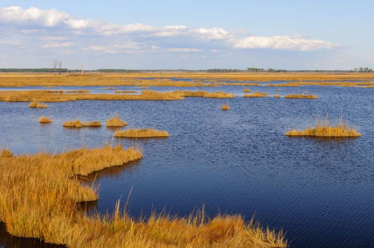 yellow plants and blue water