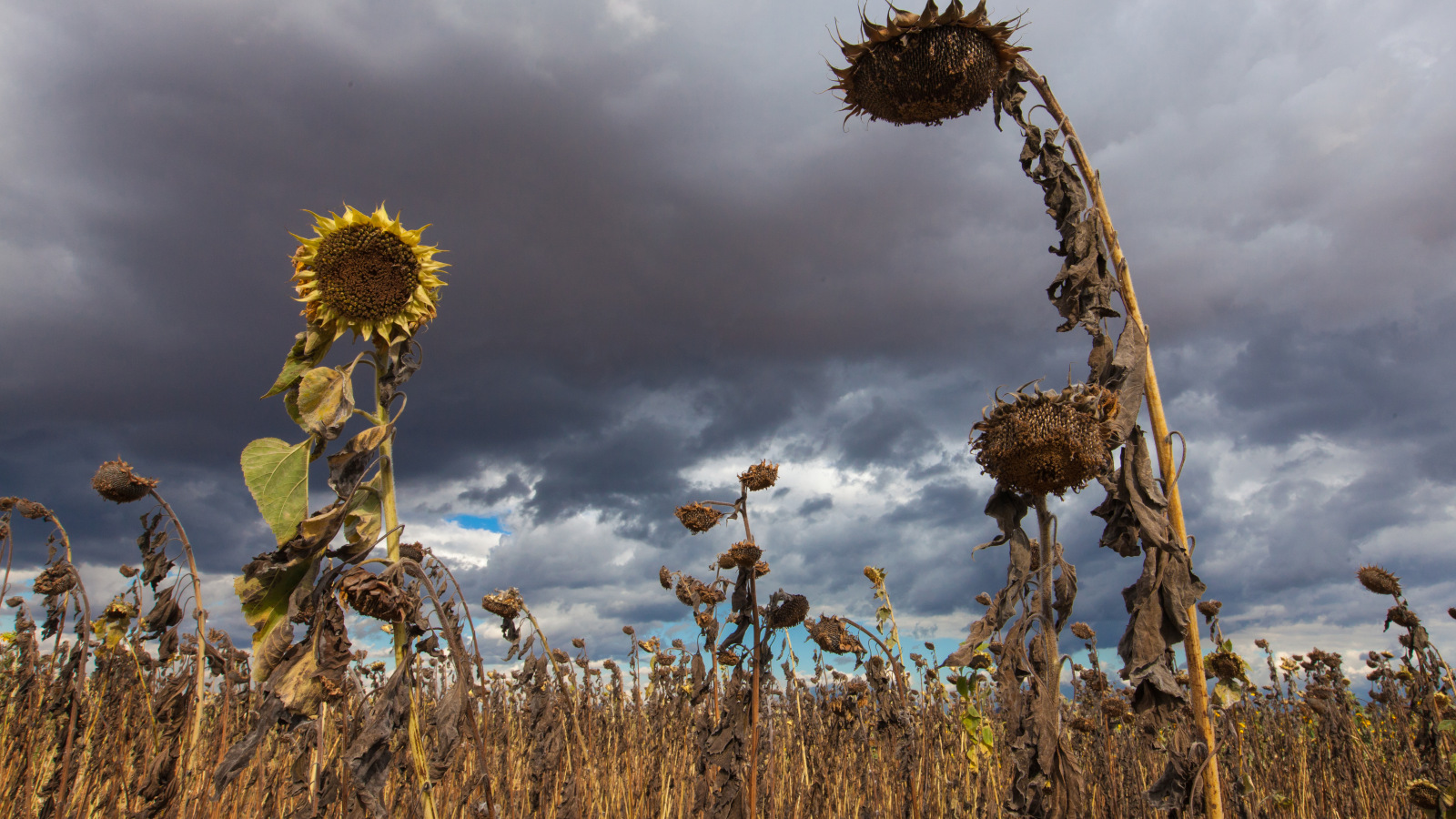 Photo of dry, wilted sunflowers with dark clouds in the background