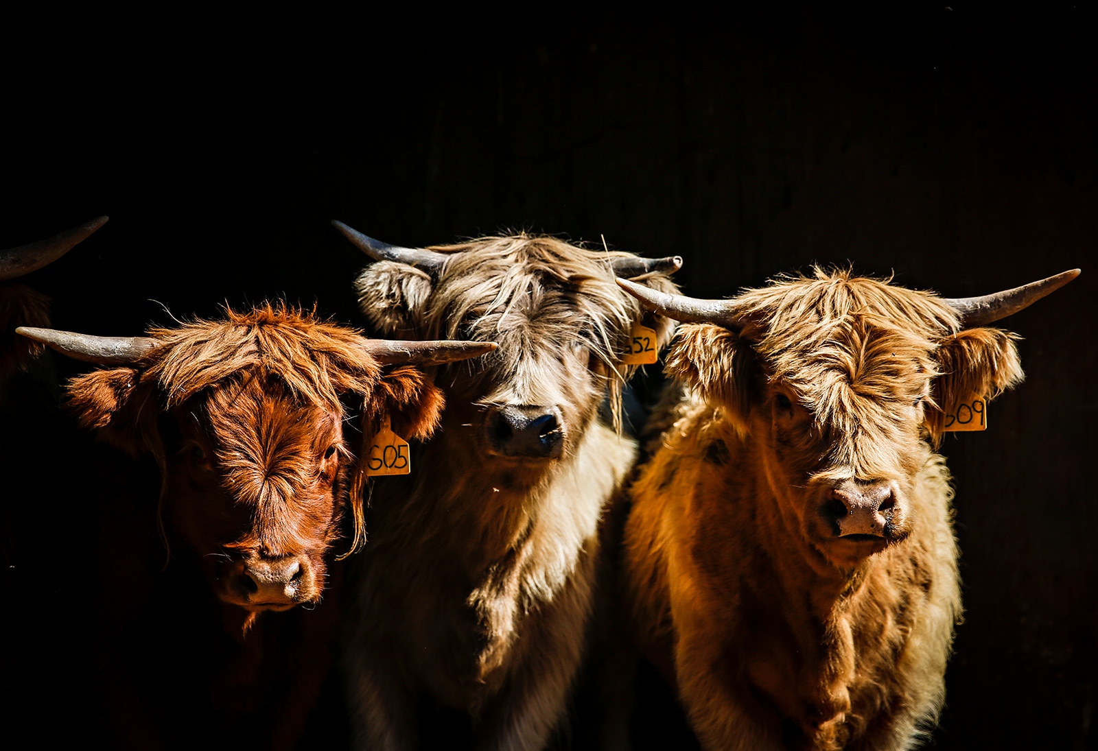 A group of three brown cows with horizontal horns peer out into the sun.