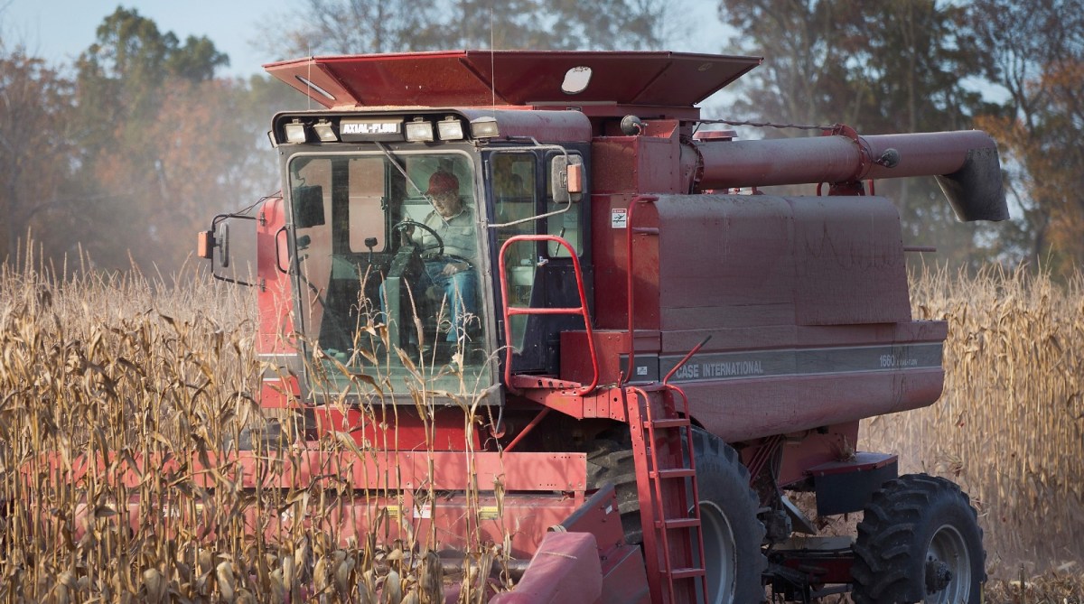 A red tractor bulldozes through a field of corn.
