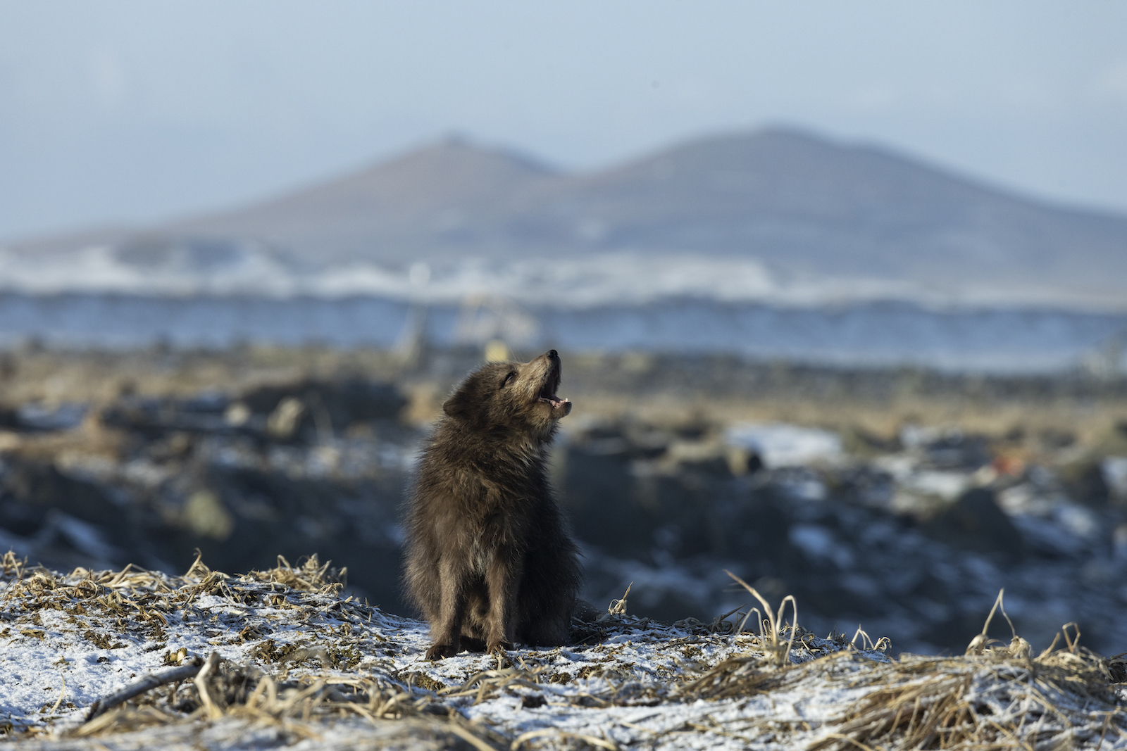 A brown arctic fox pup barks in the center of the frame