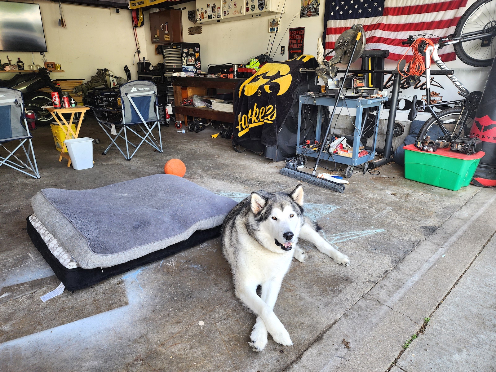 a furry white and gray dog lies on the floor of a garage