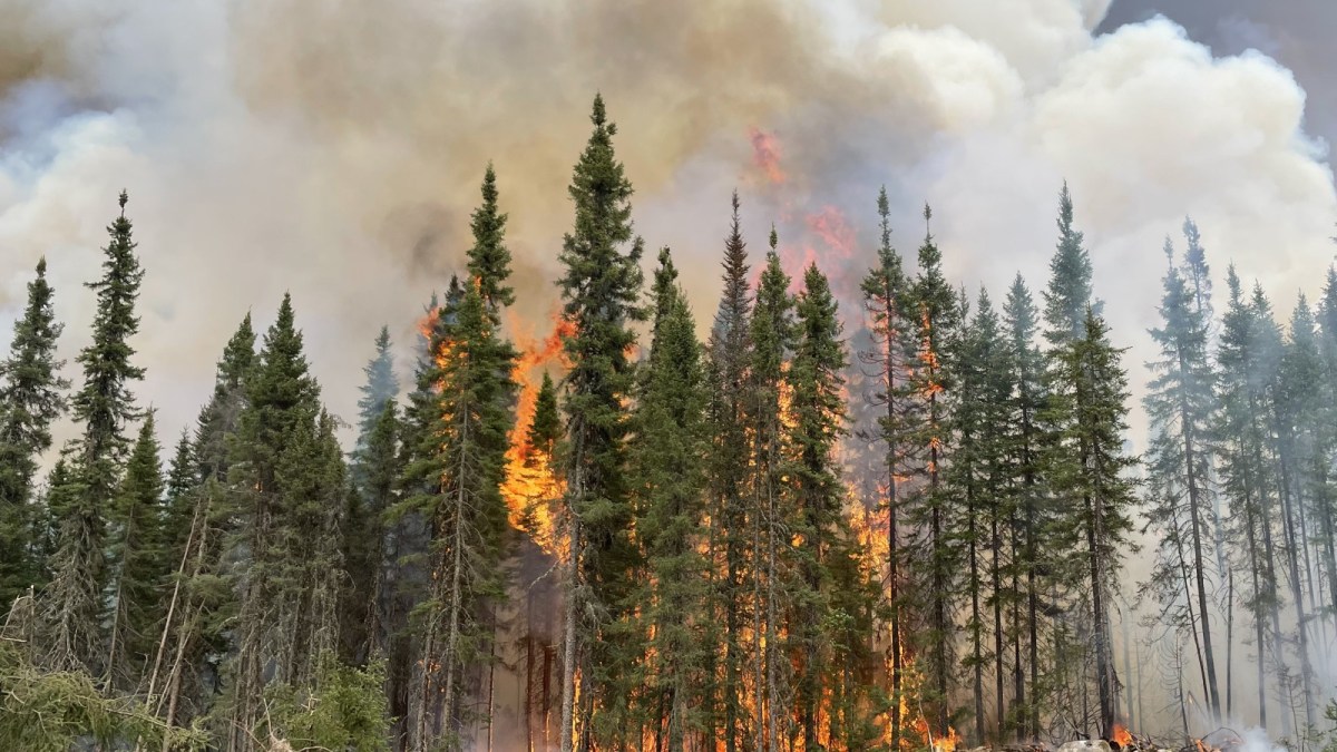 A pine forest burns as smoke billows.