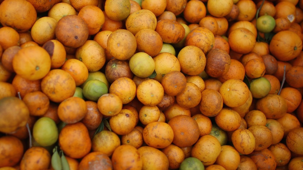 Dozens of oranges, though they range in color from dark orange to light orange to green.