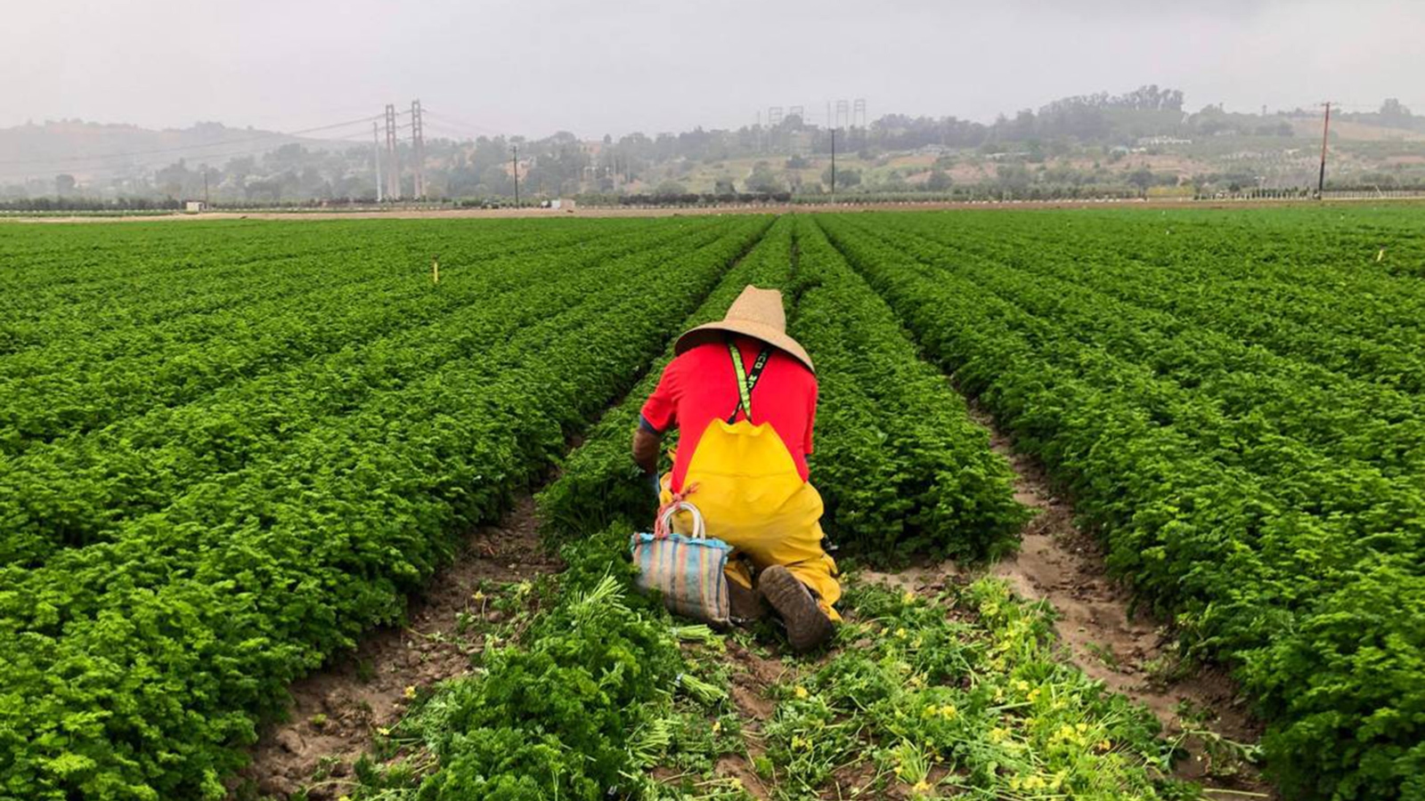 A farmworker in a field wearing a large tan hat, red top and yellow overalls is kneeling and picking greens in front of the smoggy horizon.