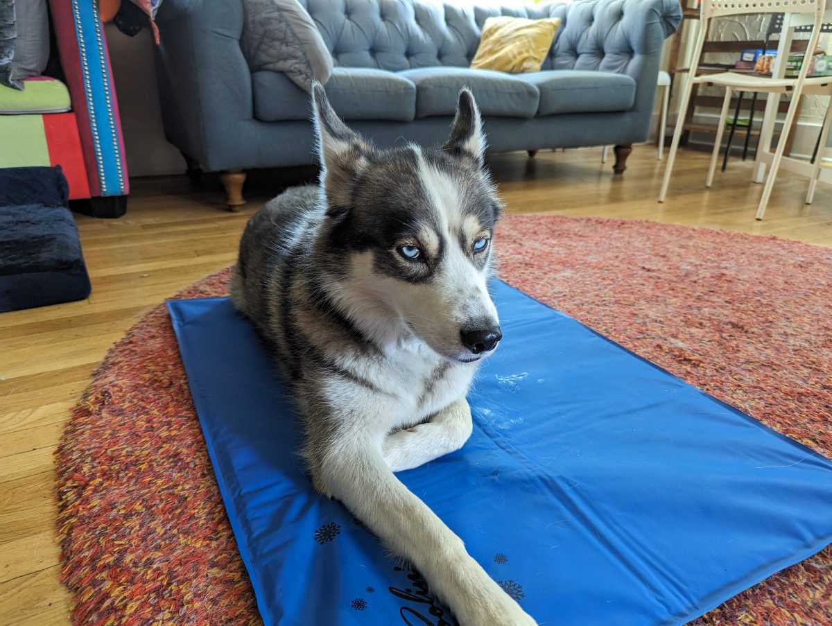 A husky sits facing the camera, on a dark blue pad, with an unamused expression.