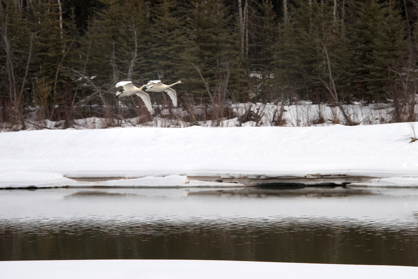 two birds fly over a snowy lake