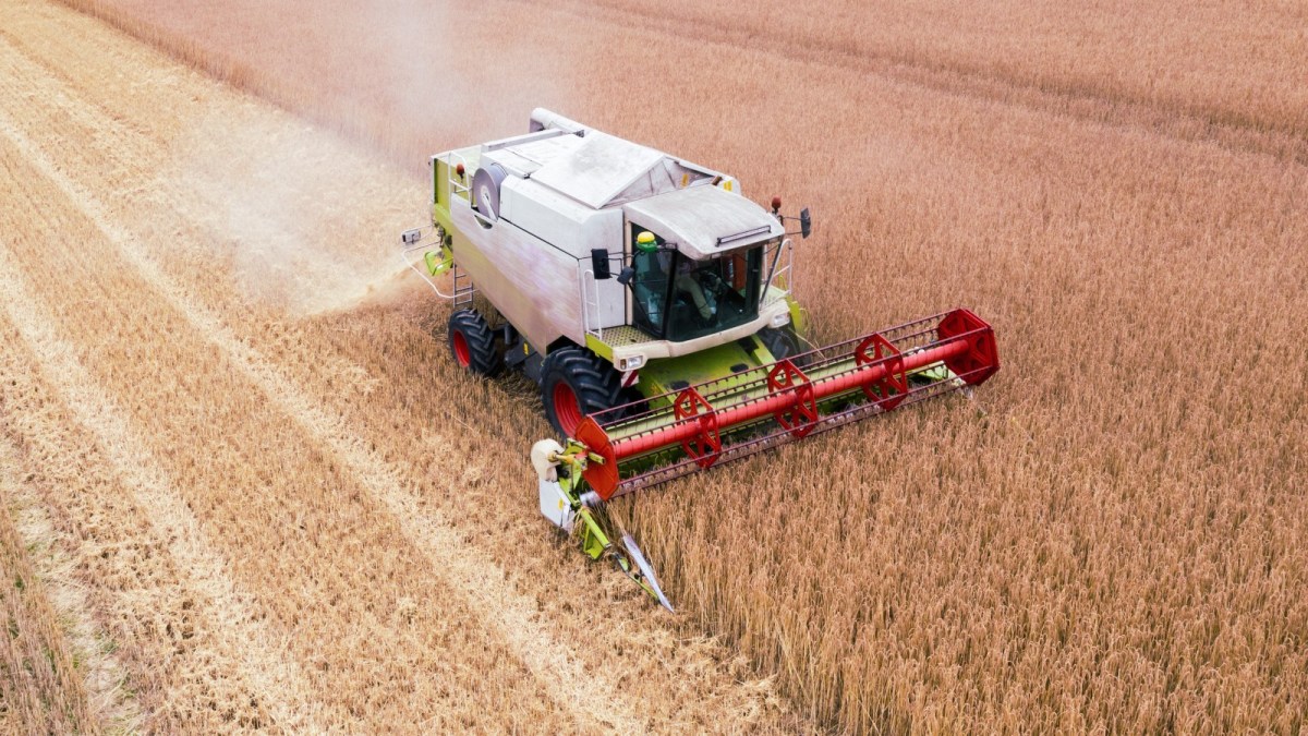 A white and red tractor makes its way through a field of wheat.