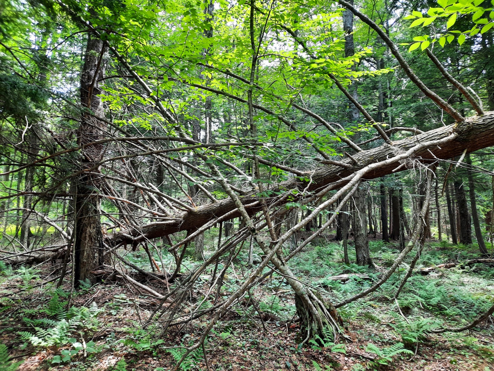 A fallen tree at an angle in the middle of the woods.