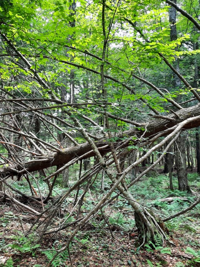 Will a fear of fires burn New York? Grist