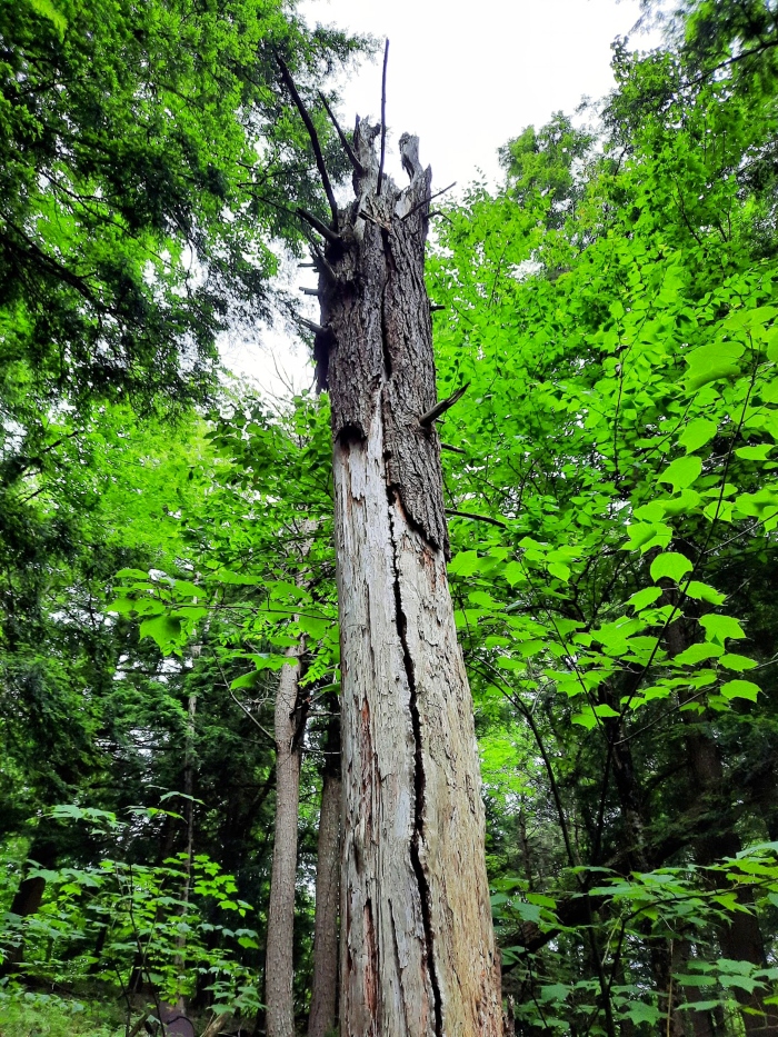 A dead tree stripped of most of its bark stands in a grove of trees.
