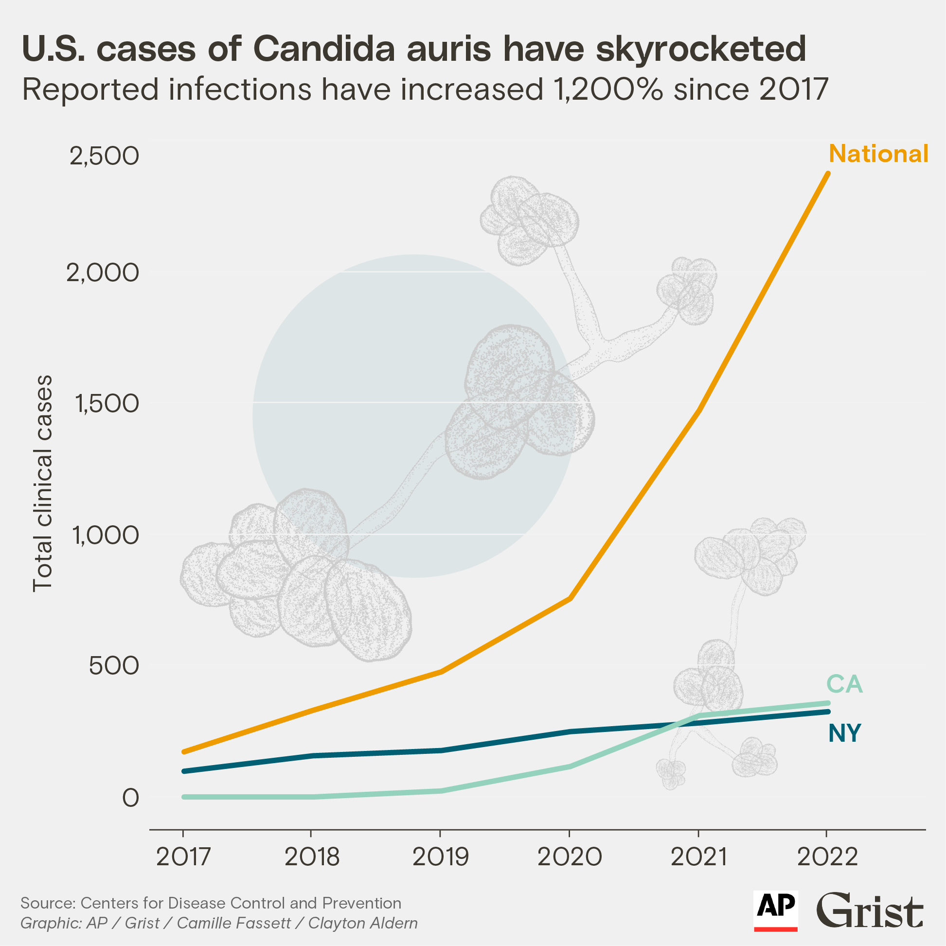 Line chart showing the rise of C. auris cases in the U.S.