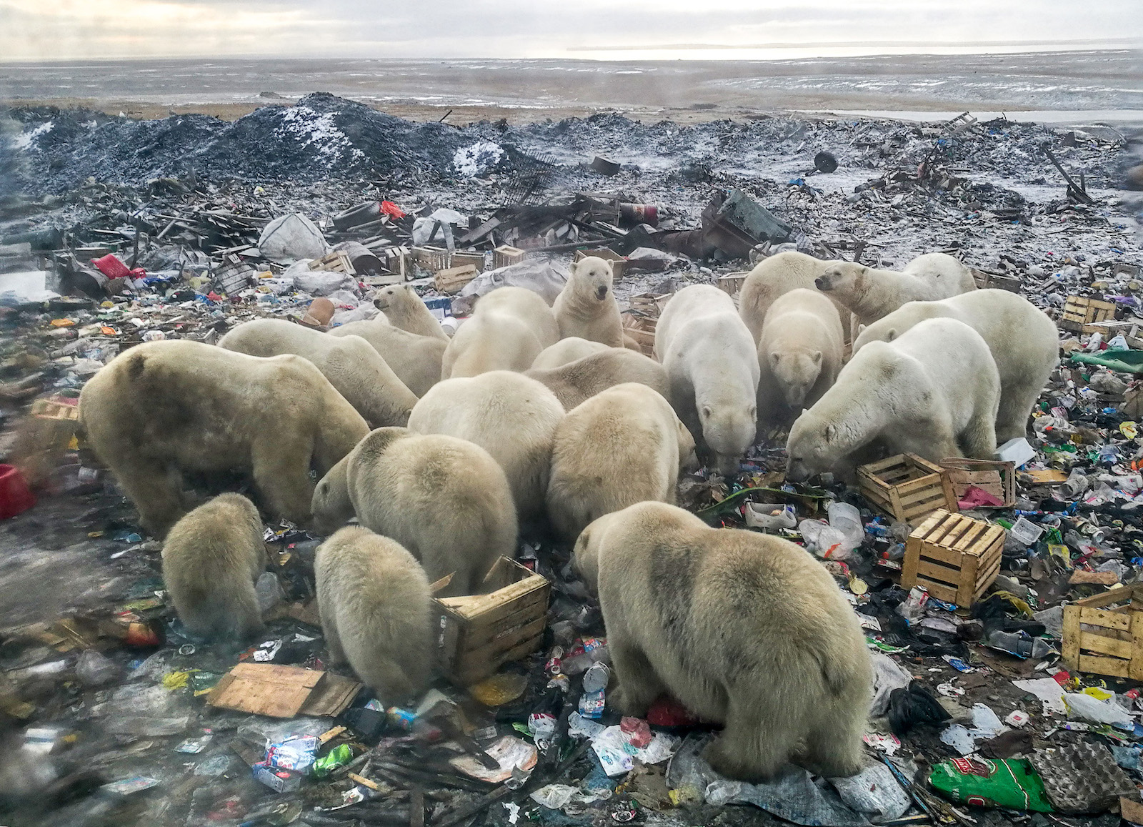 a group of polar bears eating trash