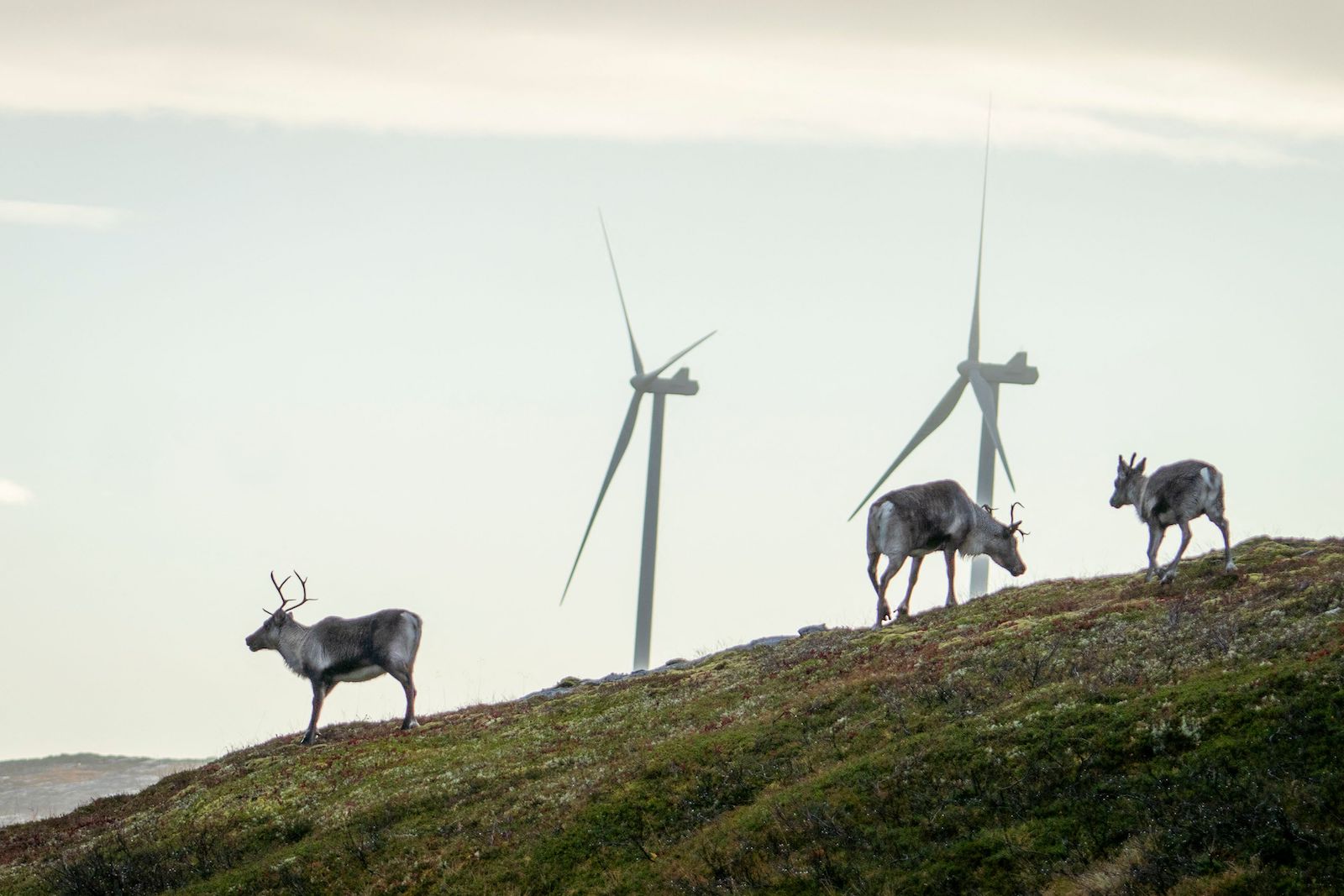 Two reindeer stand near wind turbines
