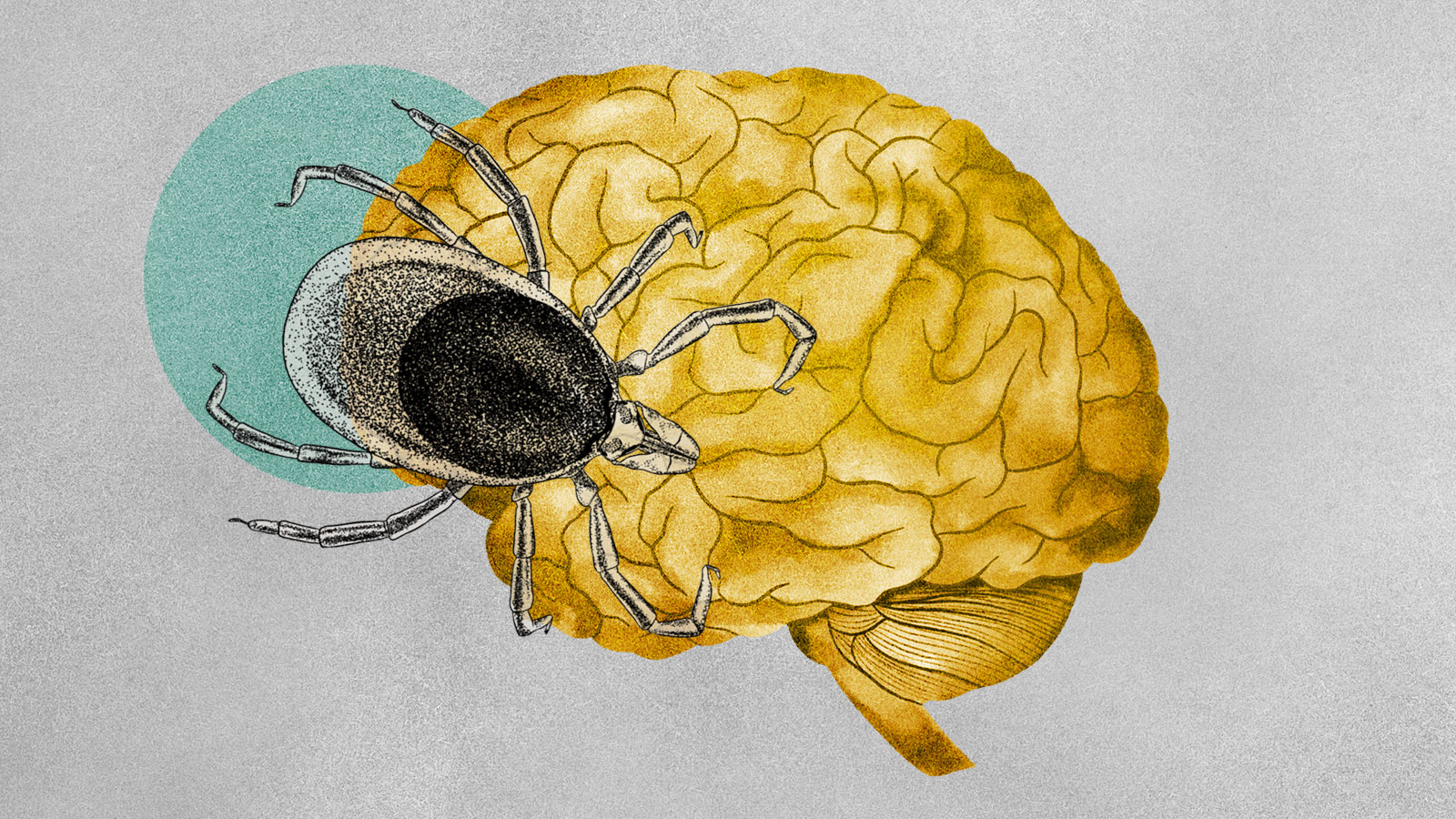 Illustration of a tick on top of a human brain