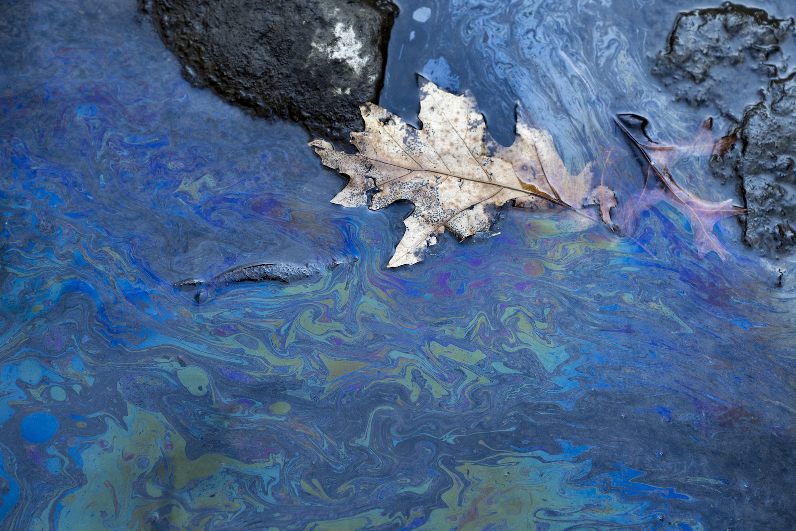 a leaf and a fish float in a river with a rainbow smear of chemical slick