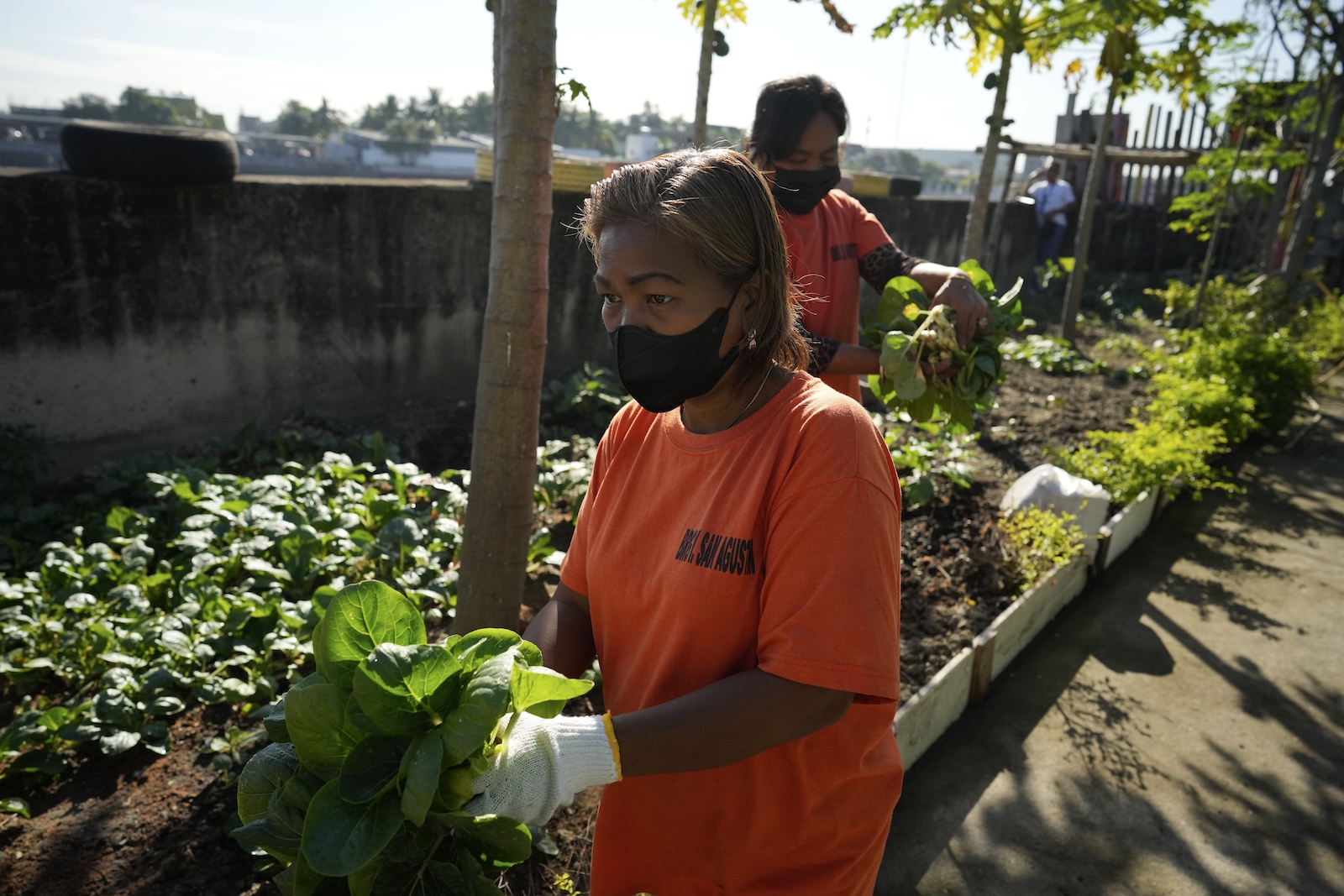 A woman in an orange t-shirt holds a leafy plant near raised beds in an urban setting