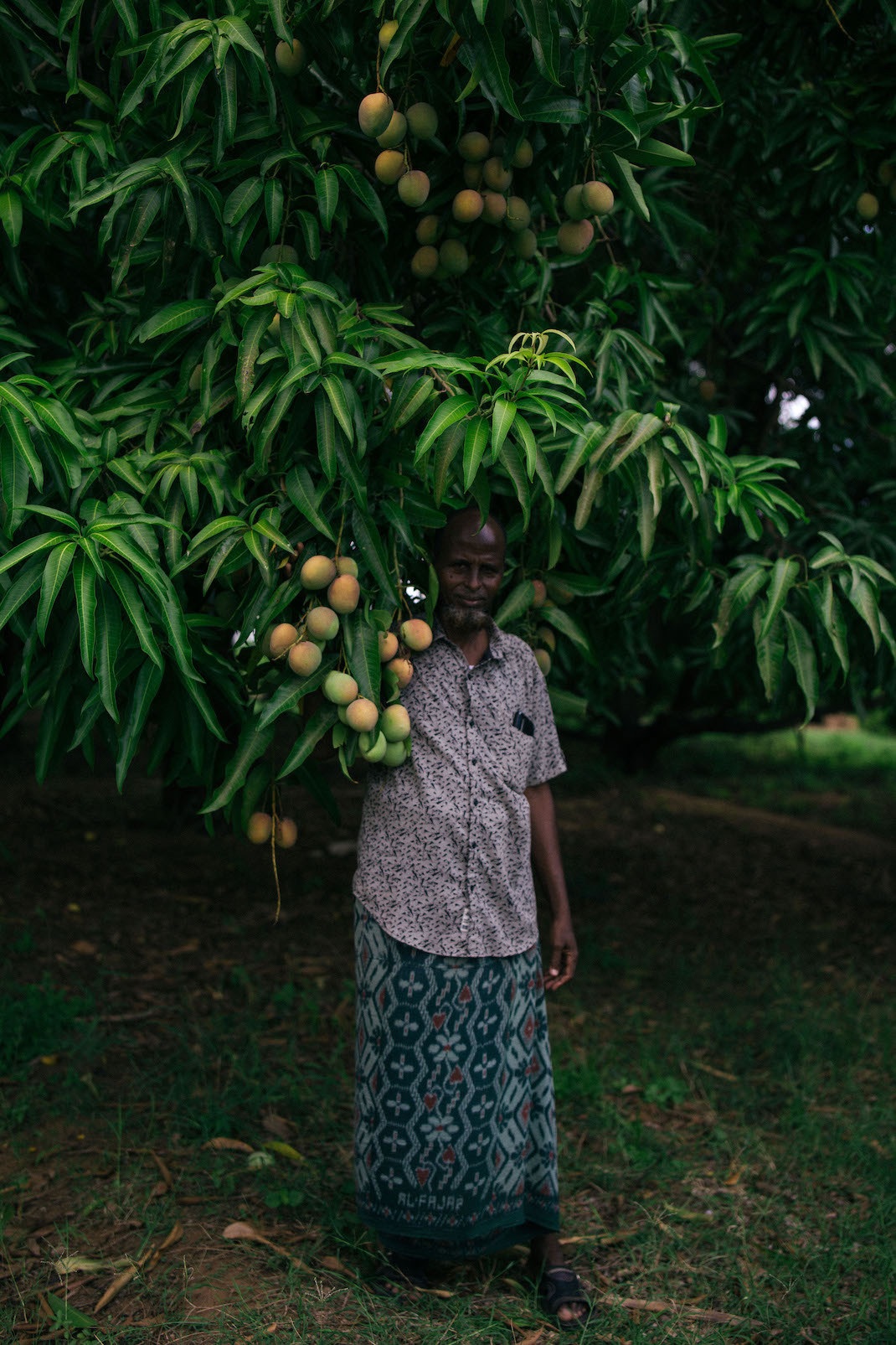 a man stands under a mango tree