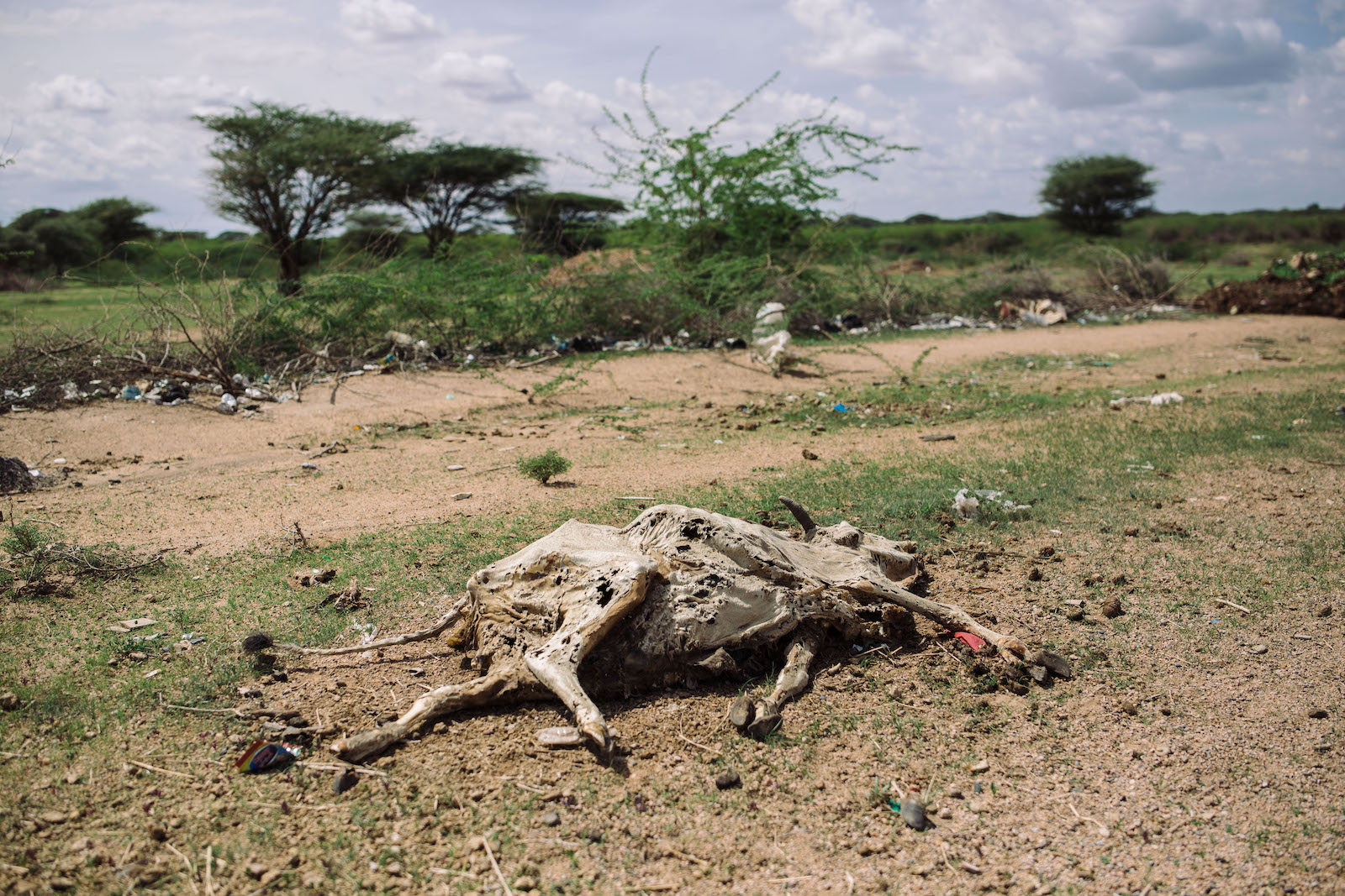 a dead cow body on dirt
