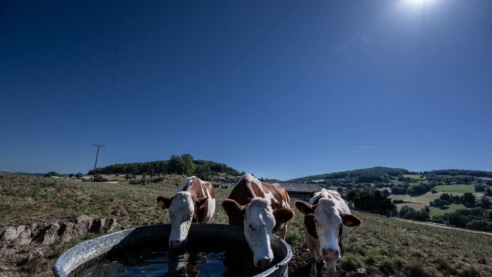 Dairy cows sip water during a heat wave in Saint-Martin-en-Haut, central France