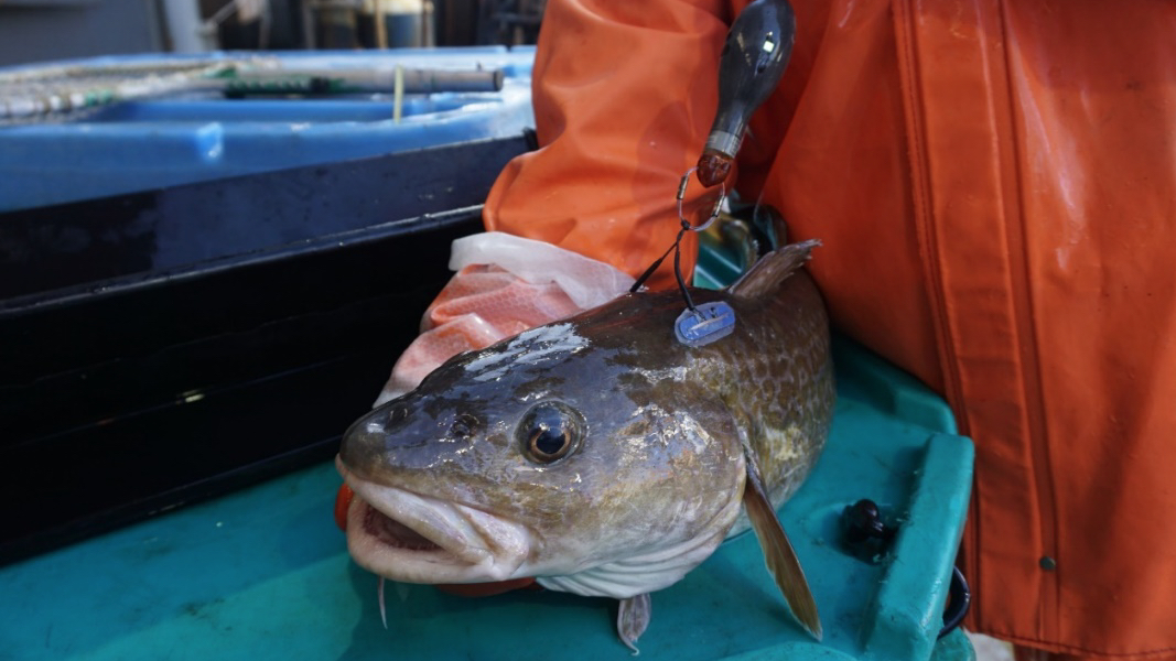 A researcher holds a Pacific cod.