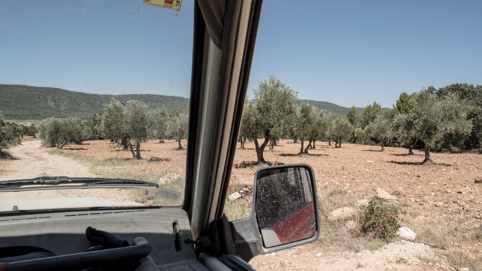 Olive trees stand on a parched landscape during a drought in Spain.