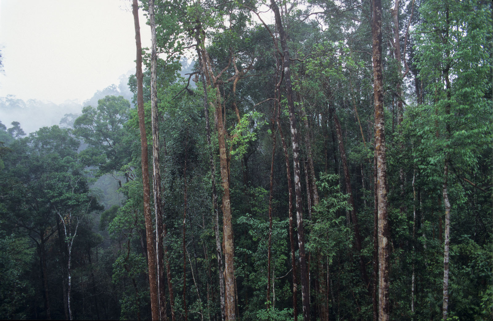 Trees in a rainforest