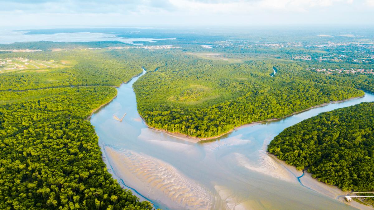Aerial view of a river with forests
