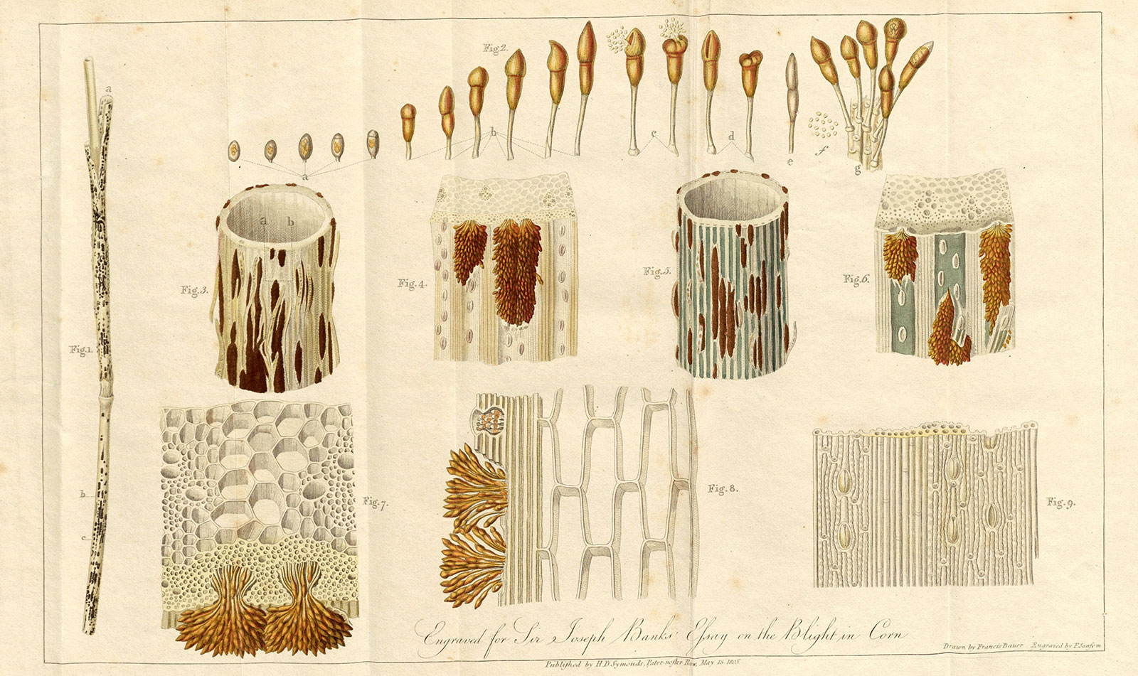 vintage illustrations showing blight and mildew on corn