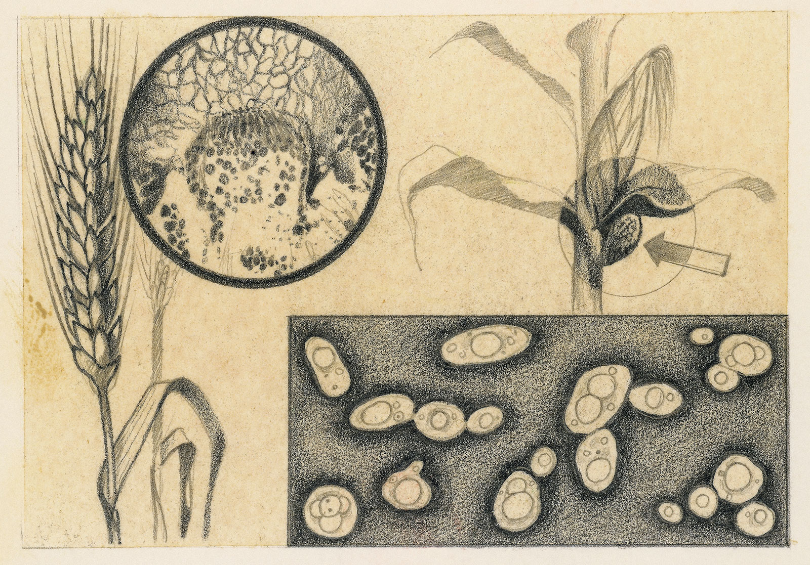 illustrations showing blight on corn