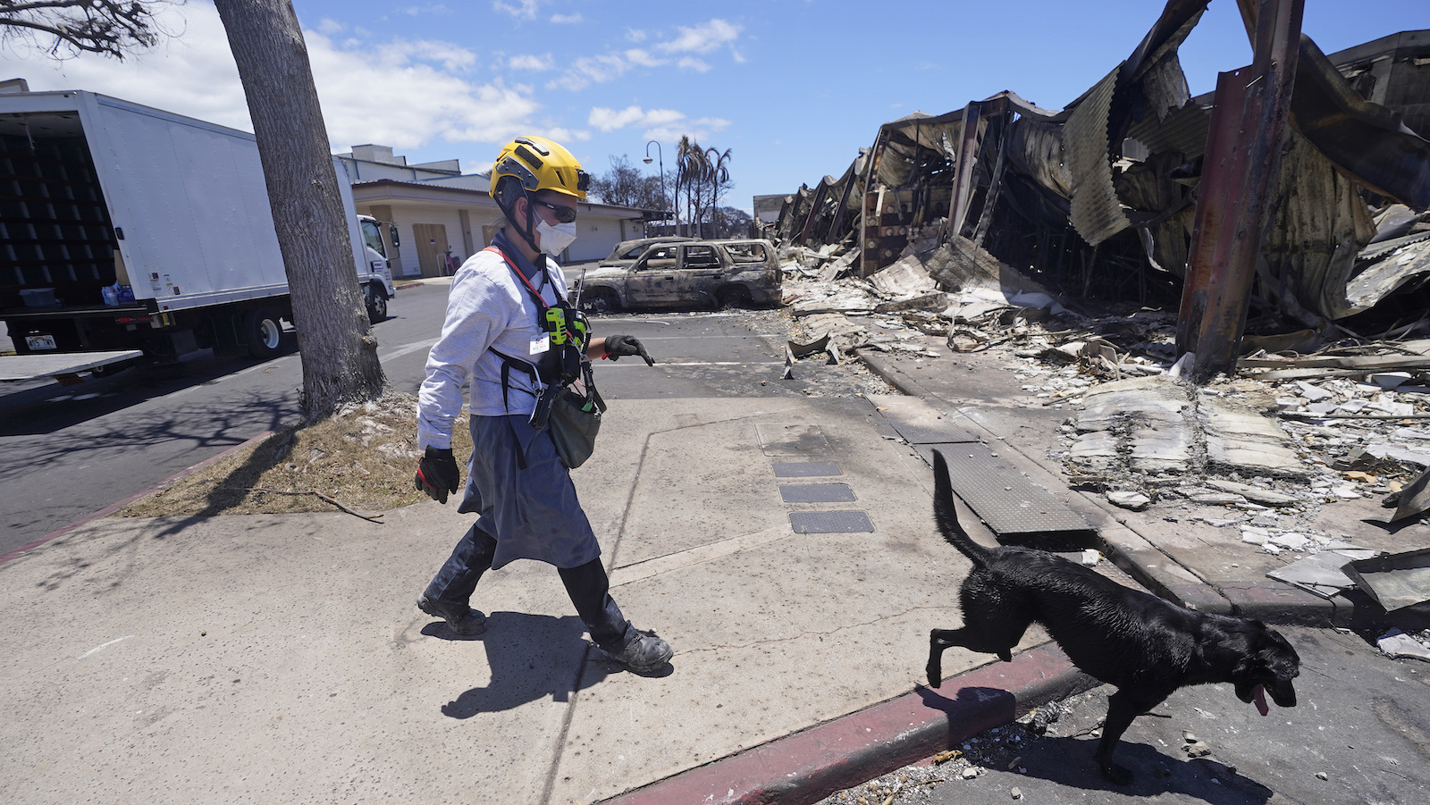 a person in protective medical gear and a dog walk on a burned street