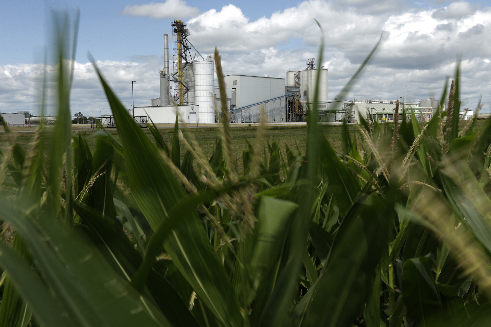 an industrial facility seen through a field of corn
