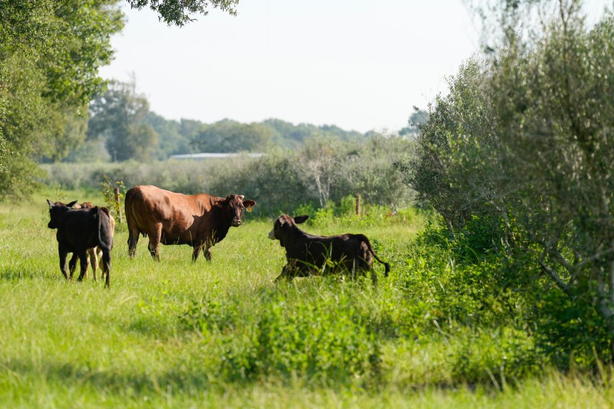 Cows graze among olive trees on a farm in Texas.