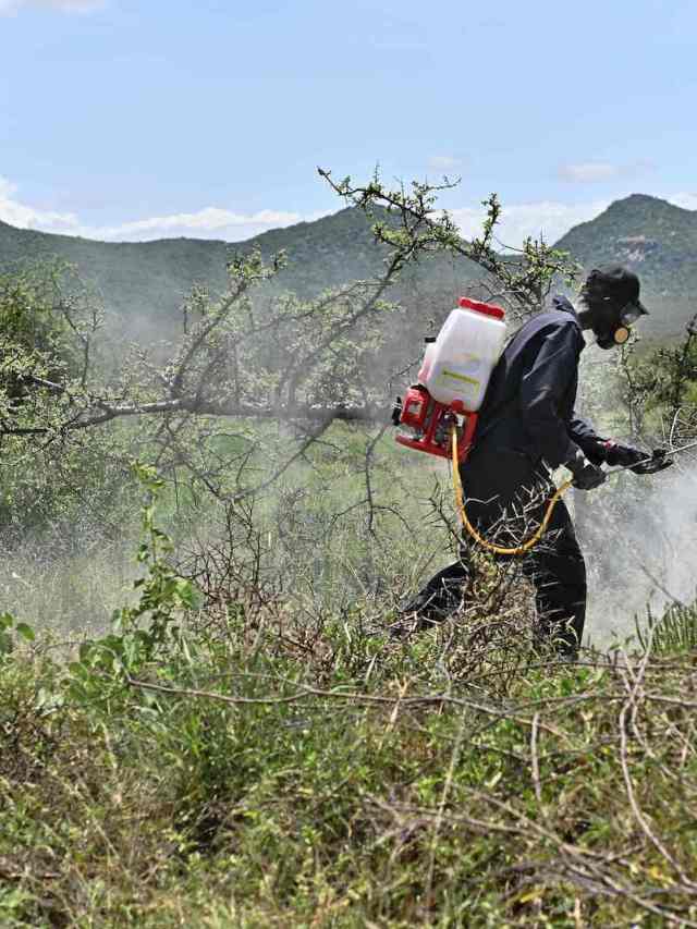 How UNprocured pesticides took a toxic toll on Kenyan farmers Grist