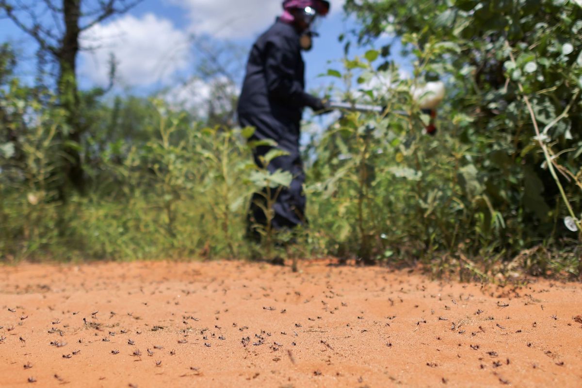 a person in dark protective clothing and face mask sprays the dirt ground which is covered in tiny bugs