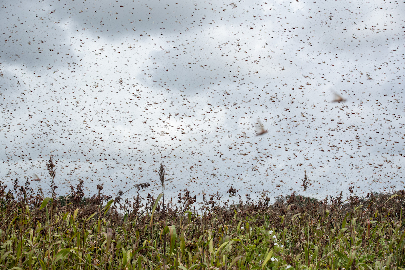 a swarm of flying bugs over crops