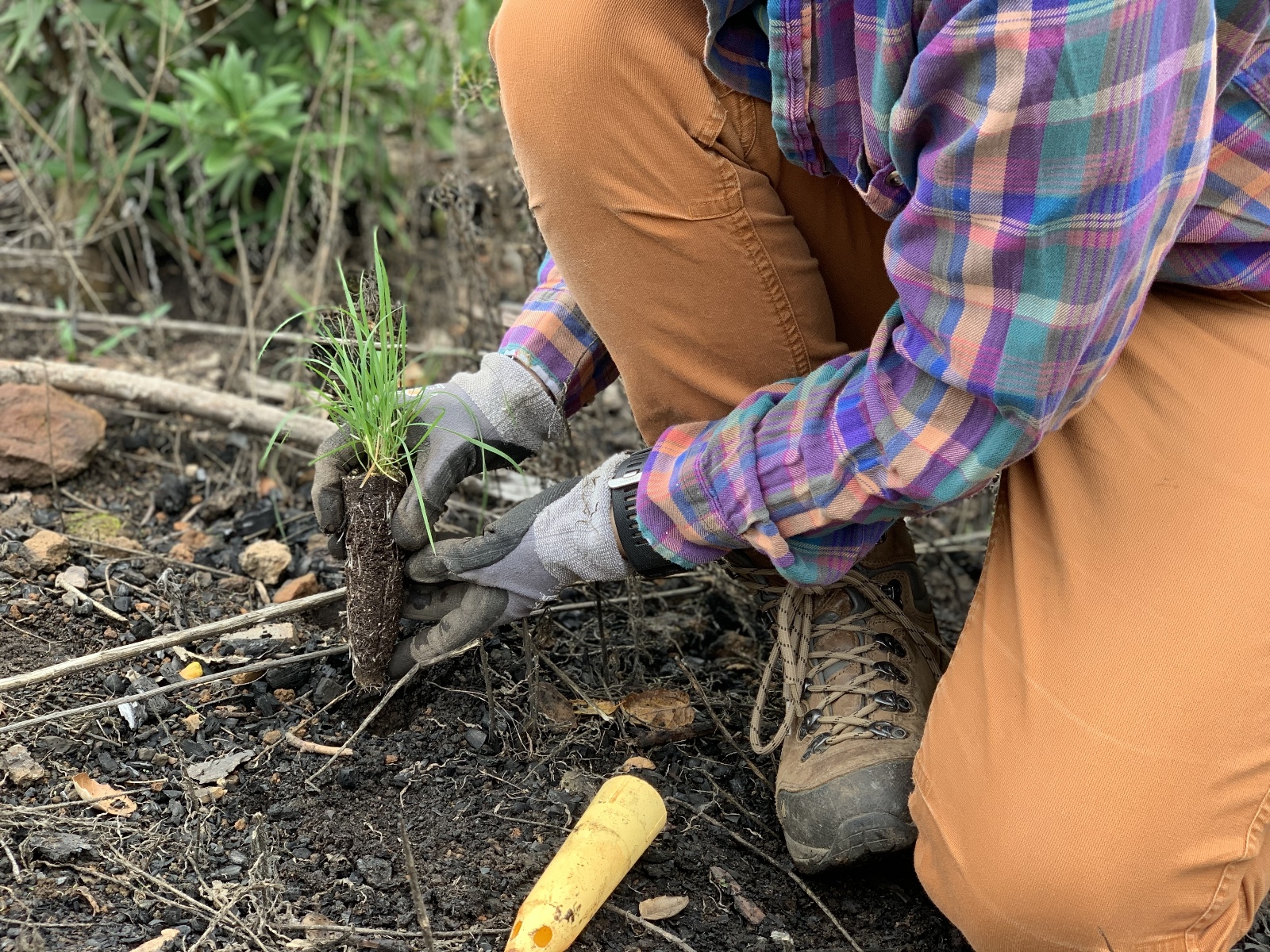 An environmental educator planing native bunch grasses in a burn scar left from an intentional burn