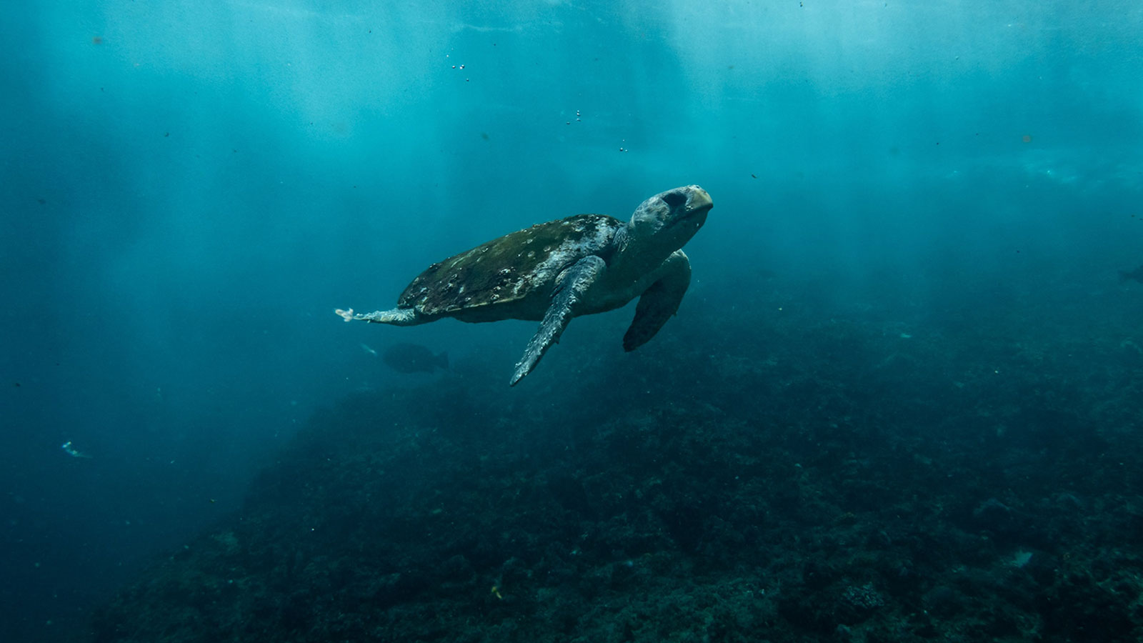 sea turtle floating in dark murky water