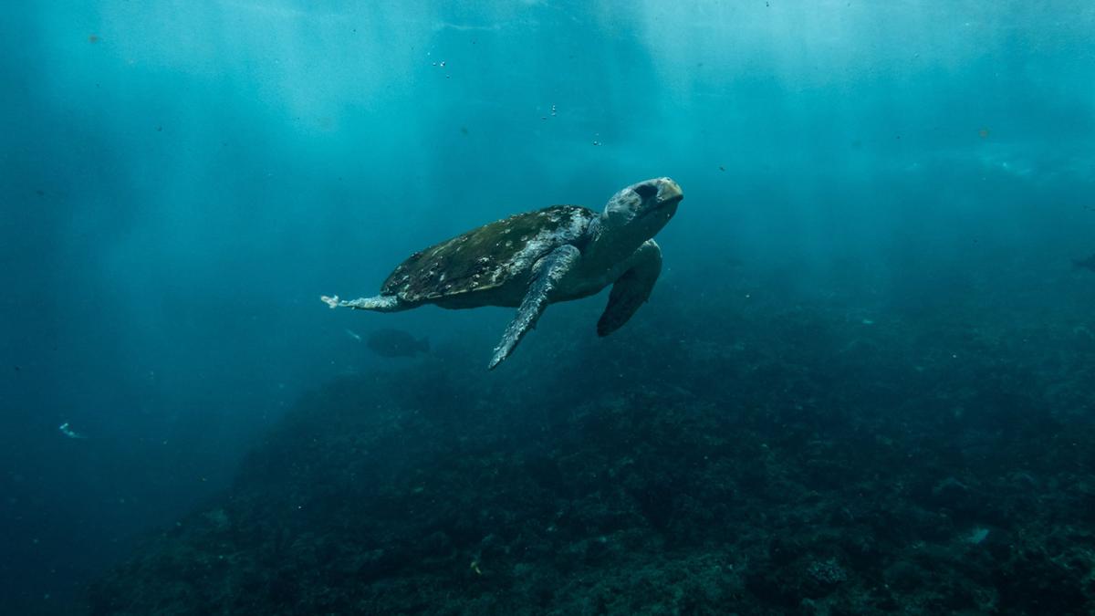 sea turtle floating in dark murky water