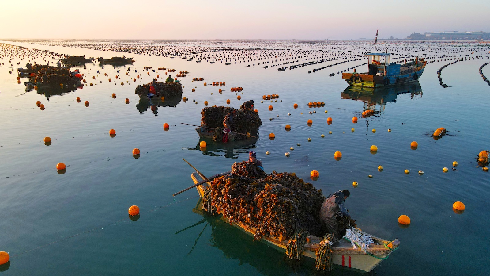 Fishermen in several boats on the calm waters off the coast of Rongcheng, Shandong Province of China harvest kelp into boats piled high with it.