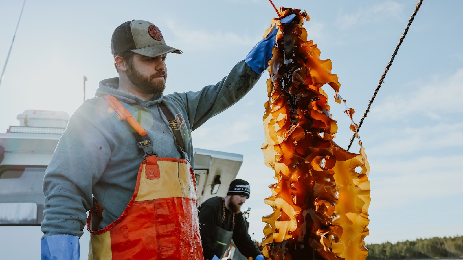 A man in a hooded sweatshirt and a ball cap holds aloft a long strand of sugar kelp he's hauled aboard his boat in Englishman Bay near Machias, Maine.